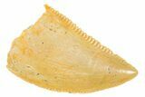 Serrated Raptor Tooth - Real Dinosaur Tooth #364726-1